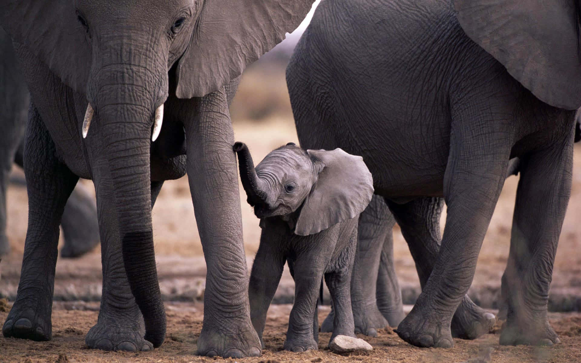 Imagemum Elefante Majestoso Em Seu Habitat Natural.