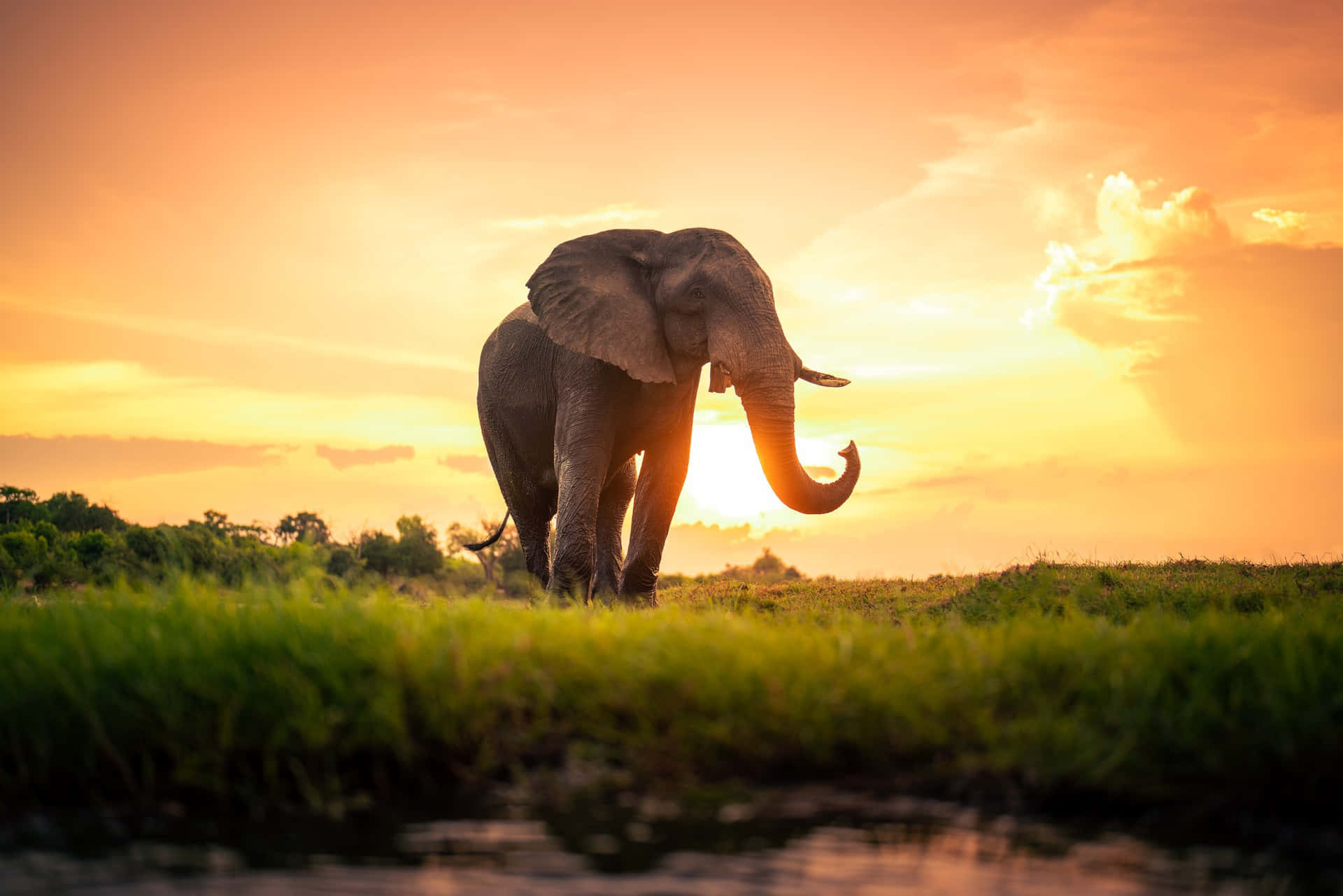 Afrikanischerelefant Badet In Einem Wasserbecken.