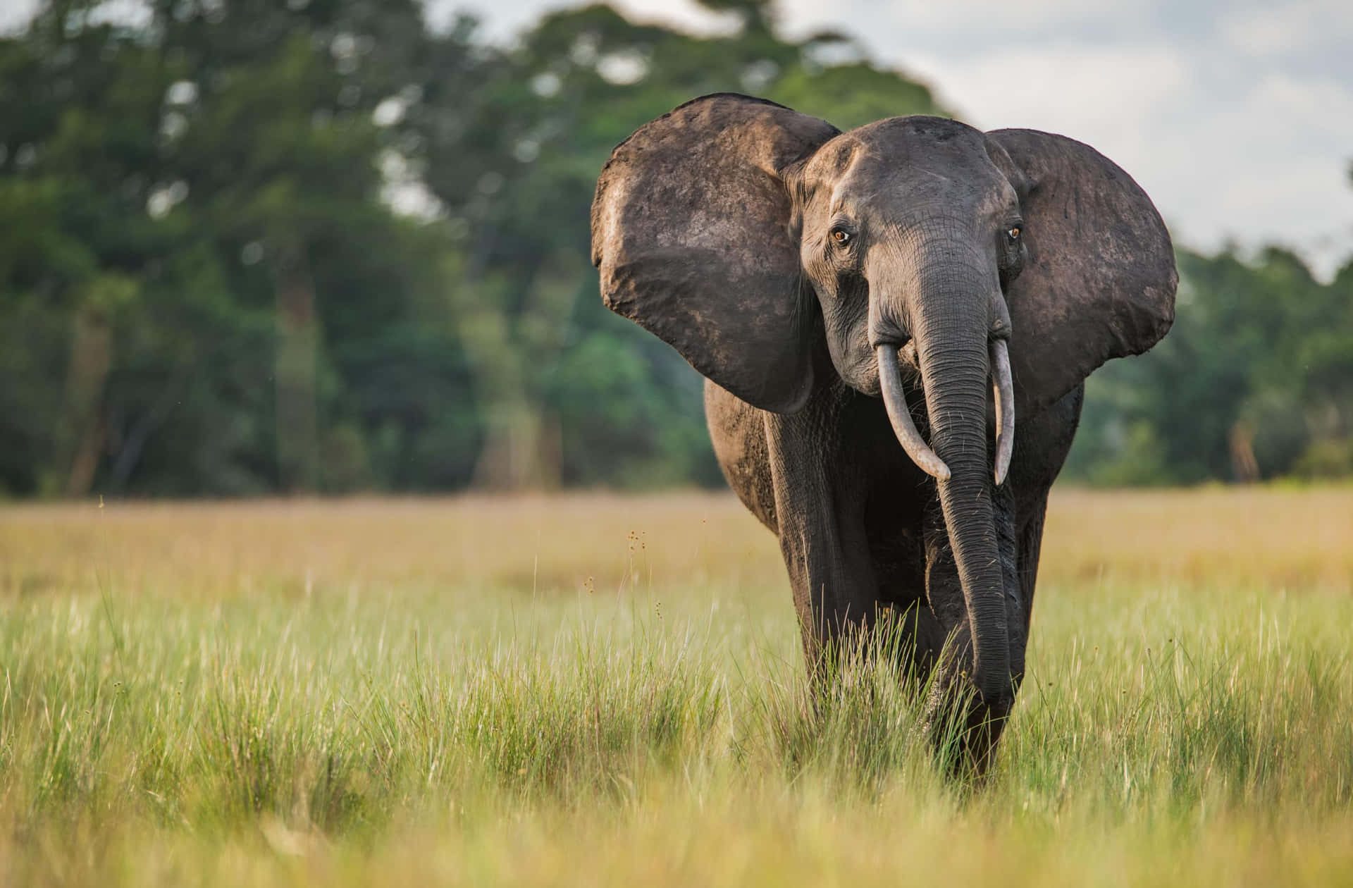 Einprächtiger Elefant Steht Majestätisch In Den Saftigen Graslandschaften.