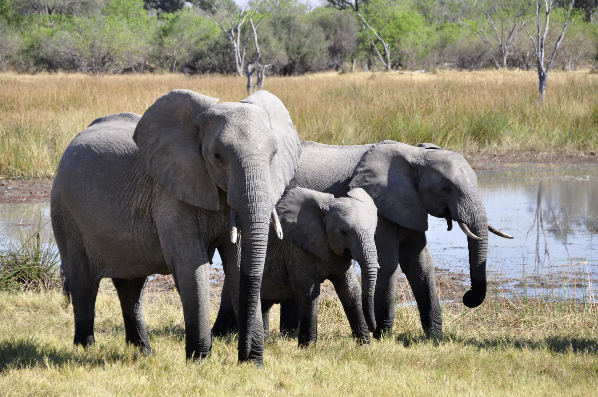 Einmajestätischer Elefant Steht Stolz In Seiner Enormen Schönheit.