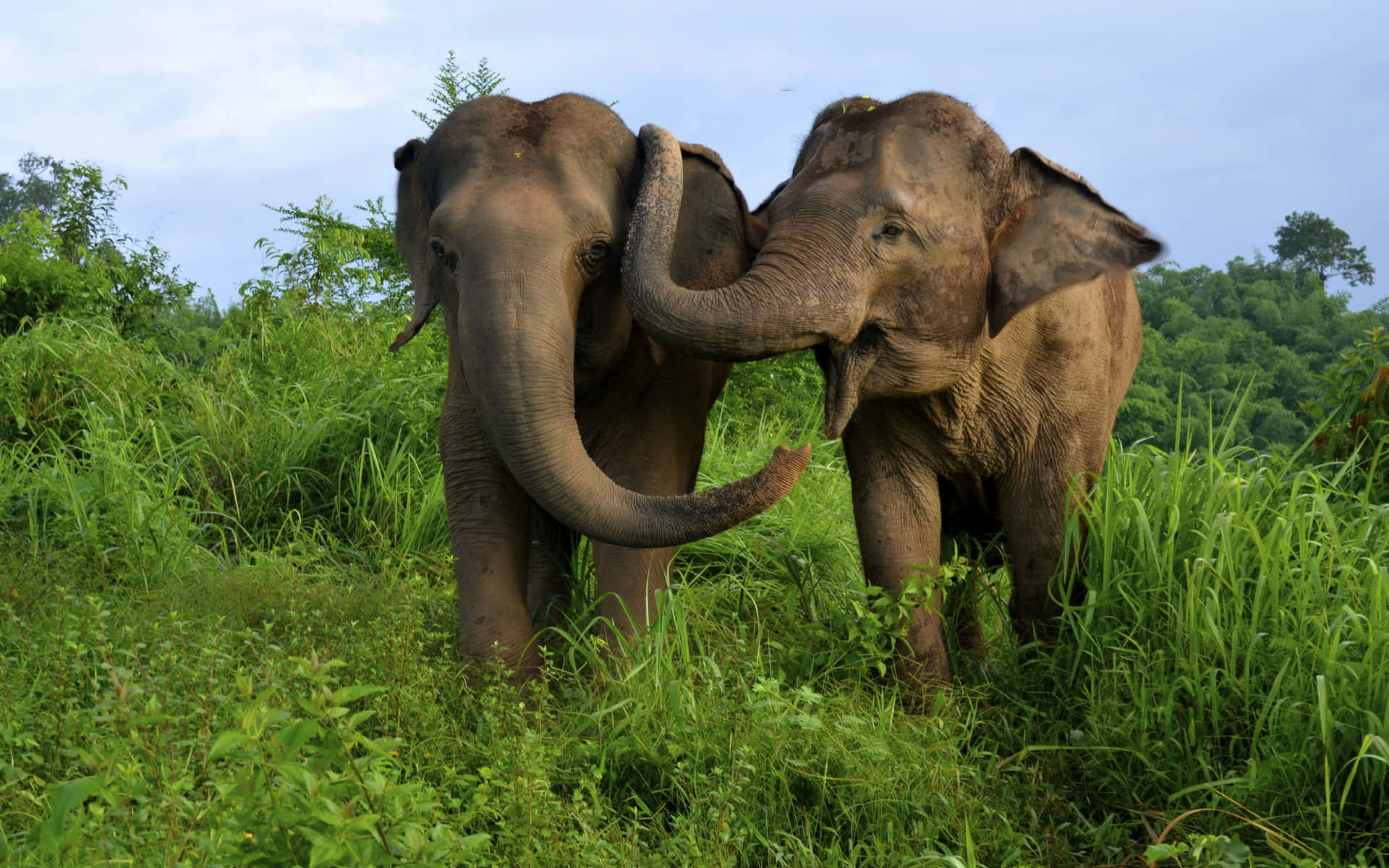 Enmajestätisk Afrikansk Elefant Står I Ett Grönt Fält