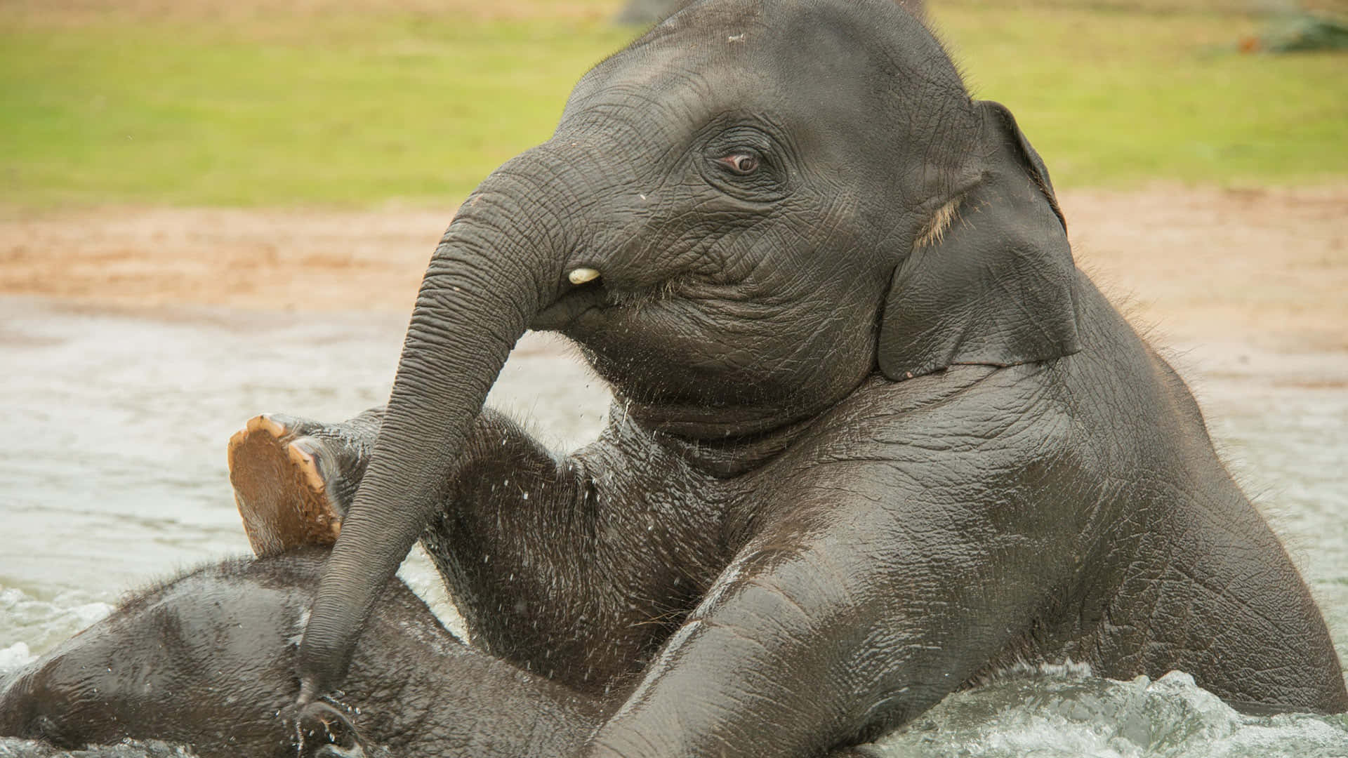 An Elephant Enjoying a Dust Bath