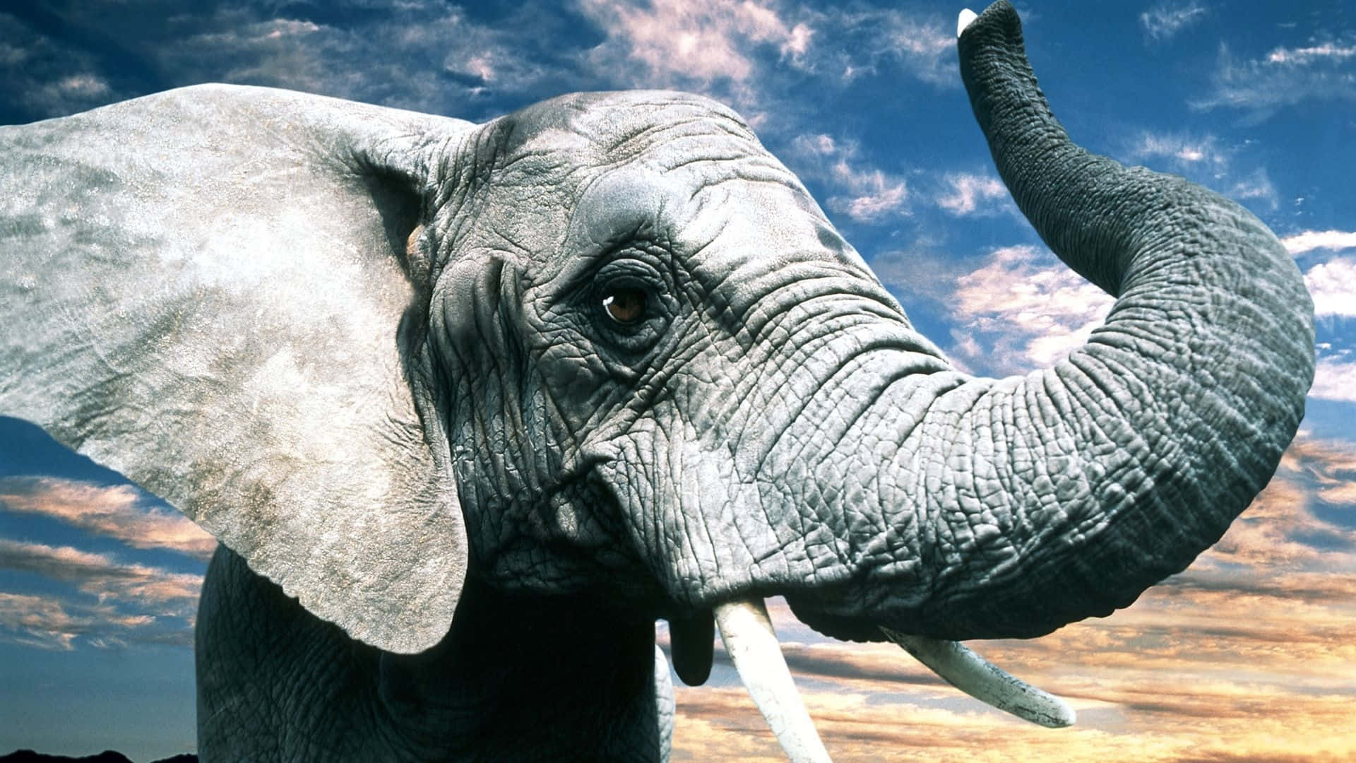 Enstorartet Tyr Elefant, Der Går Gennem Buskene I Kenya.