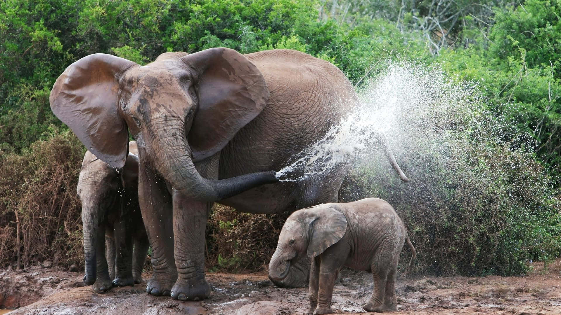 Einmajestätischer Elefant Steht Stolz In All Seiner Pracht.