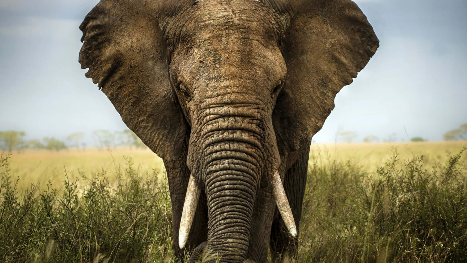 Majestic Elephant Lumbering Through the Savannah