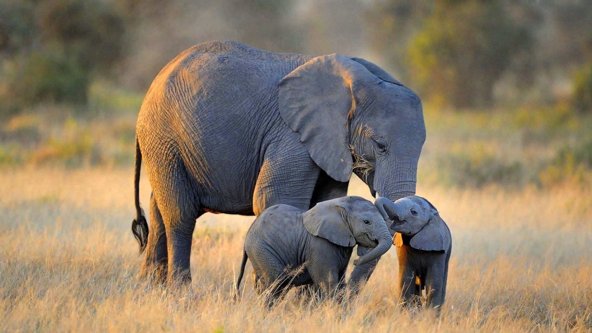 Majestætiskeelefanter Vandringsfrit I Naturen.