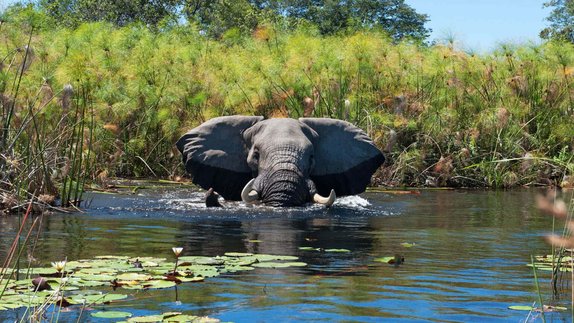 Elephant Bathing In The Okavango Delta Swamp Wallpaper