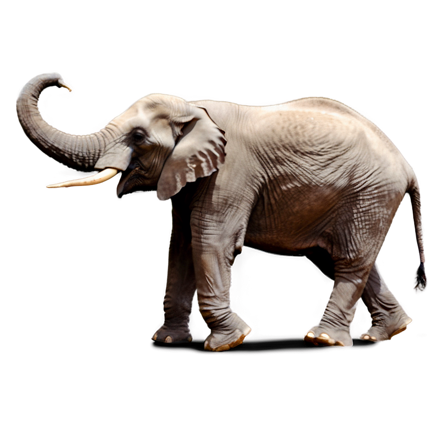 Elephant Charging Pose Png Bbf44 PNG