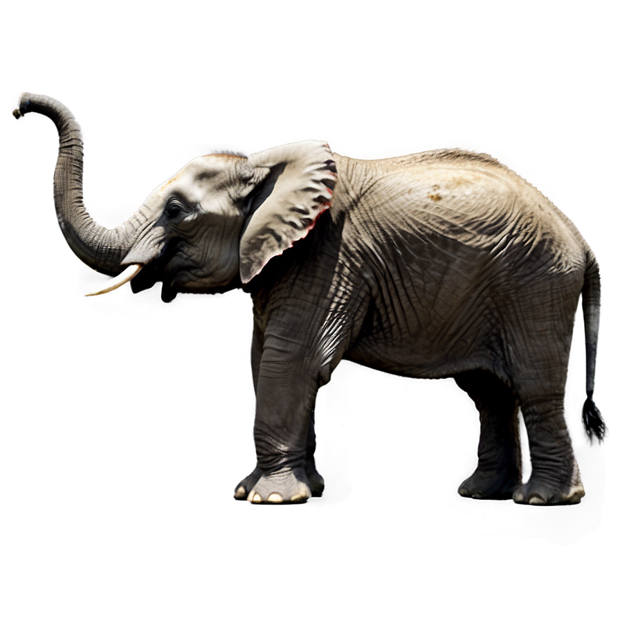 Elephant Charging Pose Png Cyd72 PNG