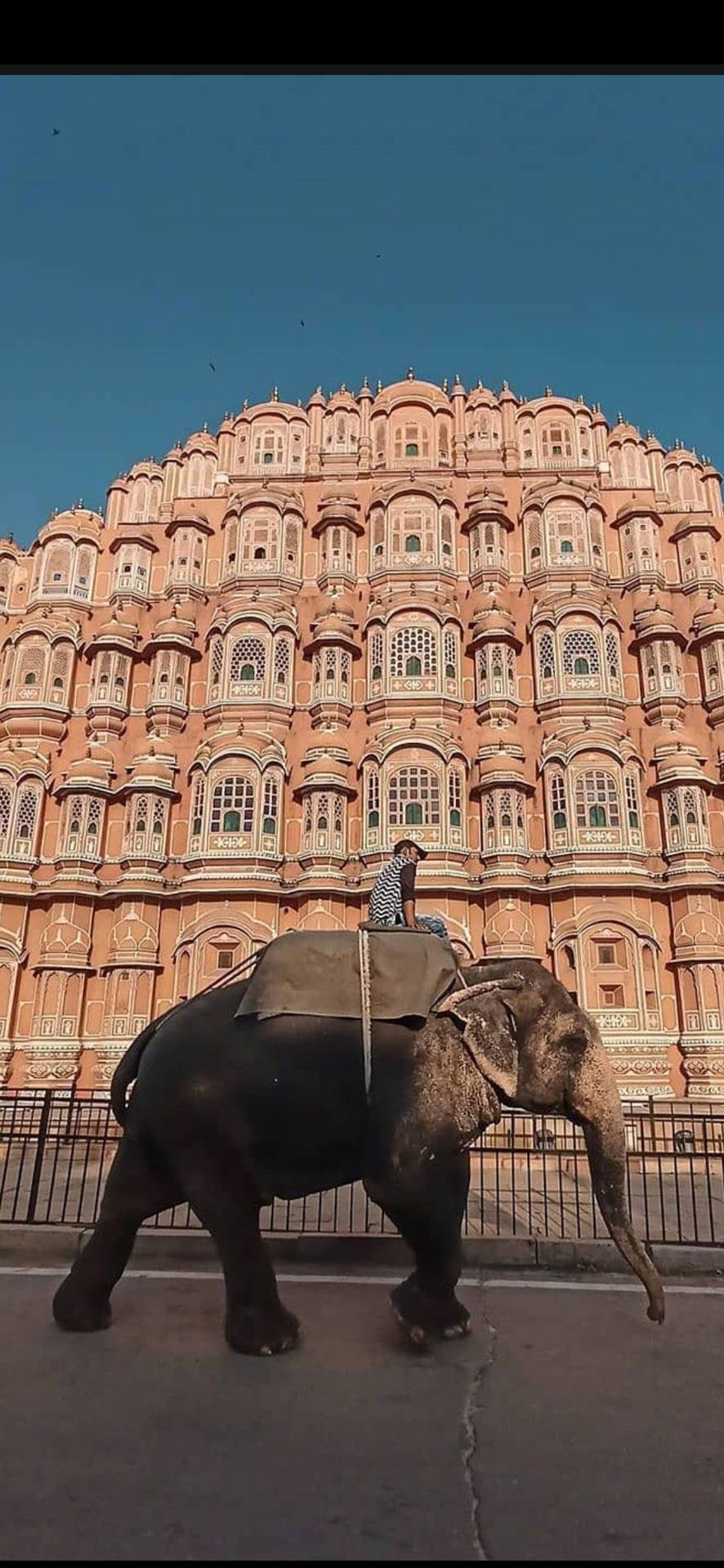 Cruzandoelefante Em Hawa Mahal Jaipur. Papel de Parede