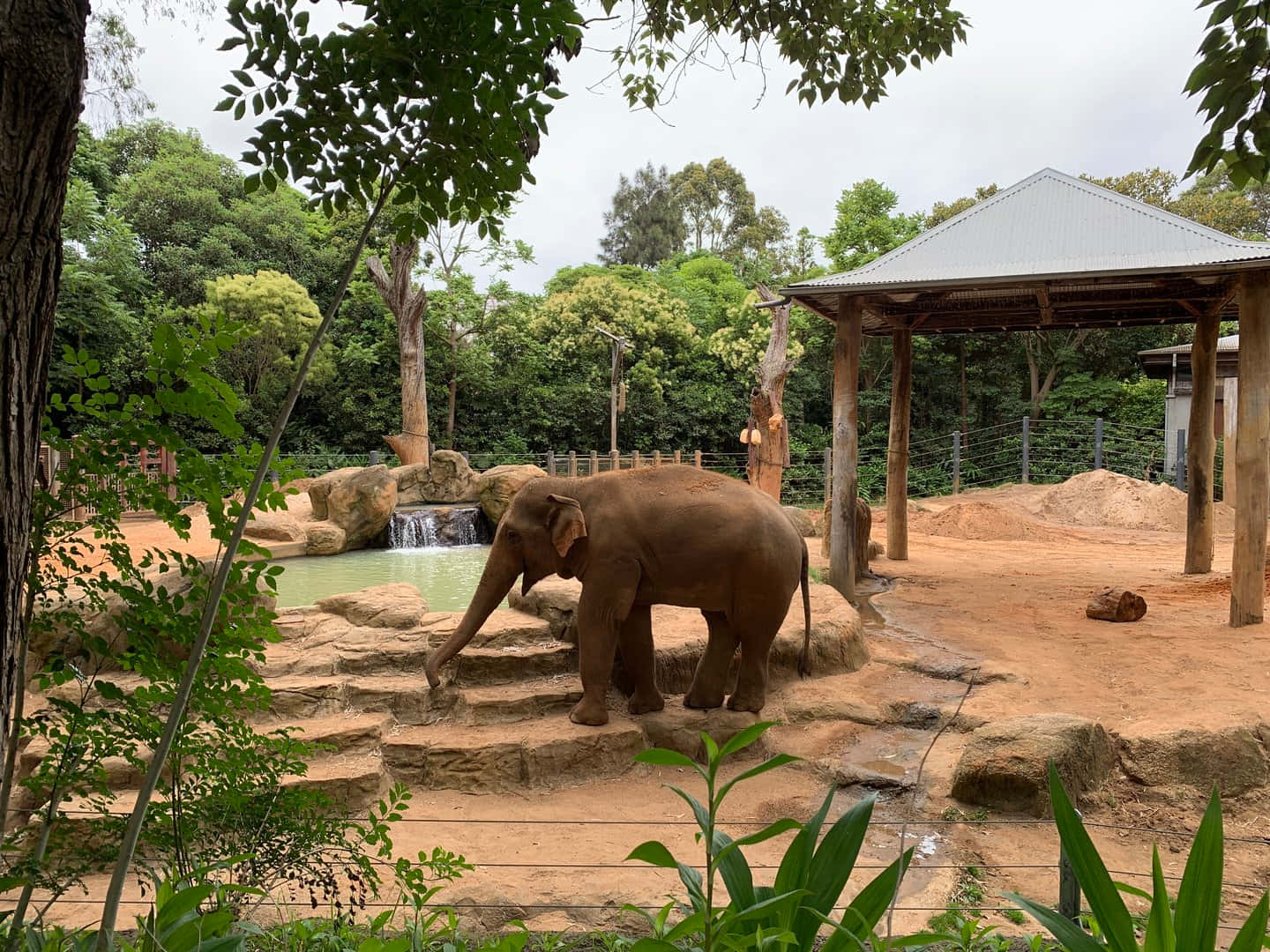 Elefantbur Melbourne Zoo Bakgrunnsbildet