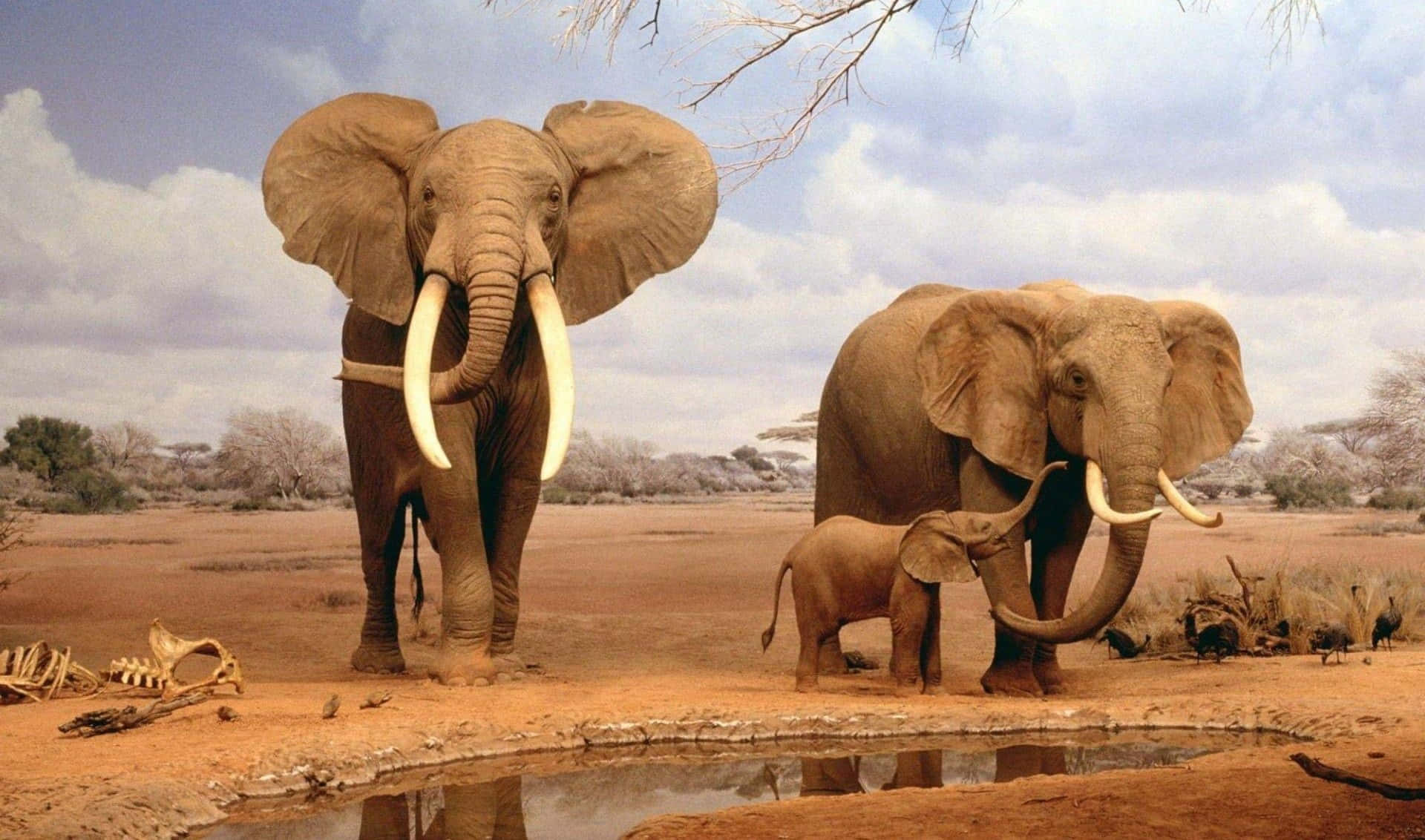 Elephant Family Gathering Savannah Wallpaper