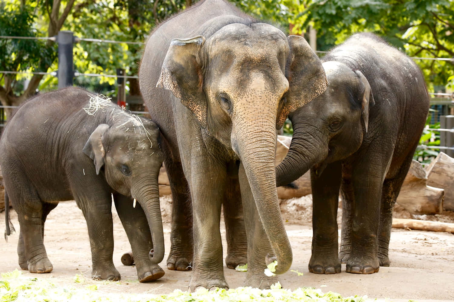 Keluarga Gajah Di Kebun Binatang Melbourne Wallpaper