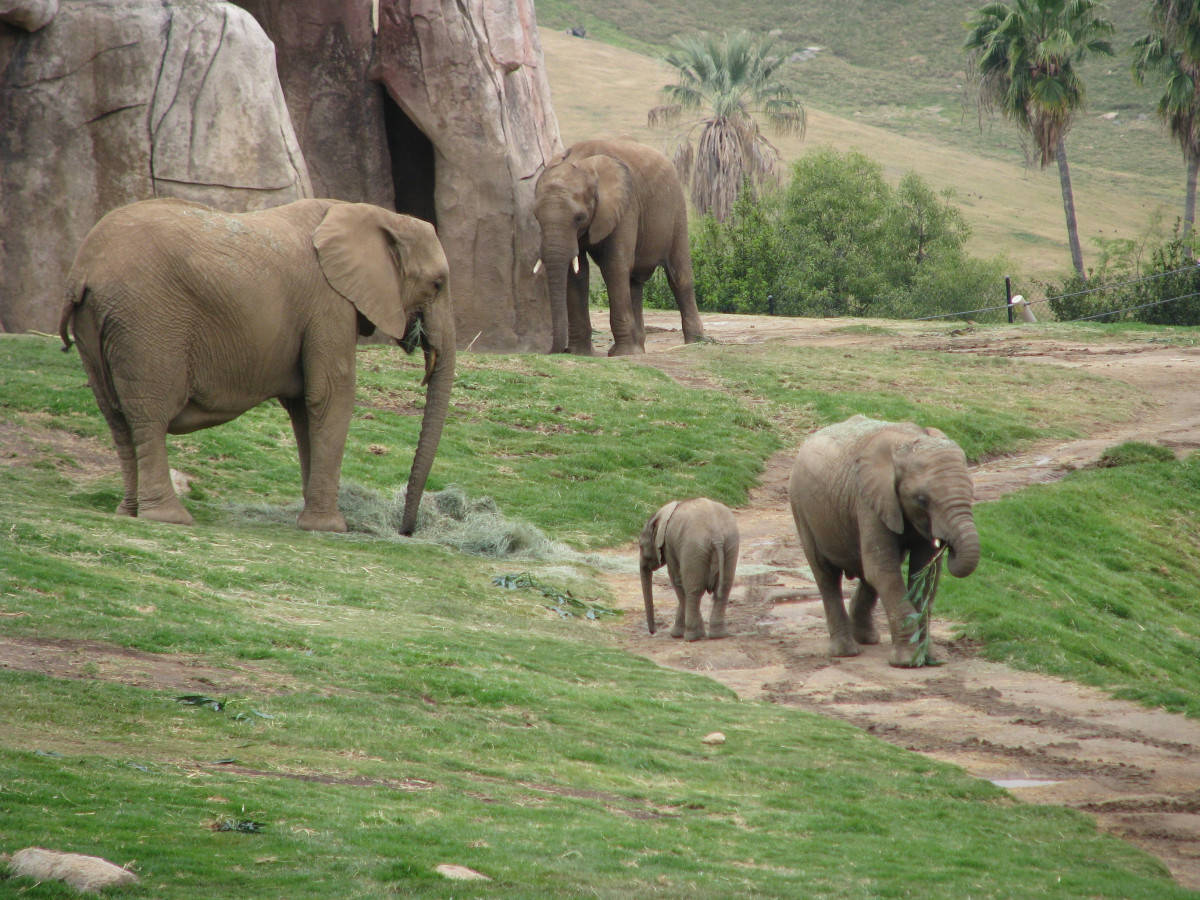 Elephant Family San Diego Zoo Wallpaper