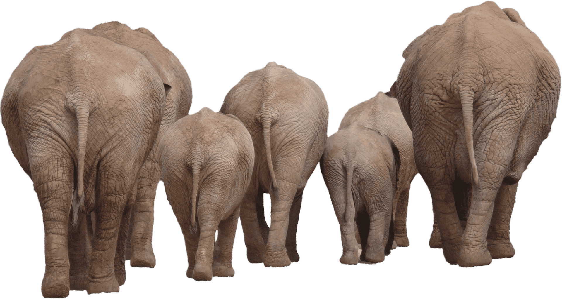 Elephant Family Walking Away PNG