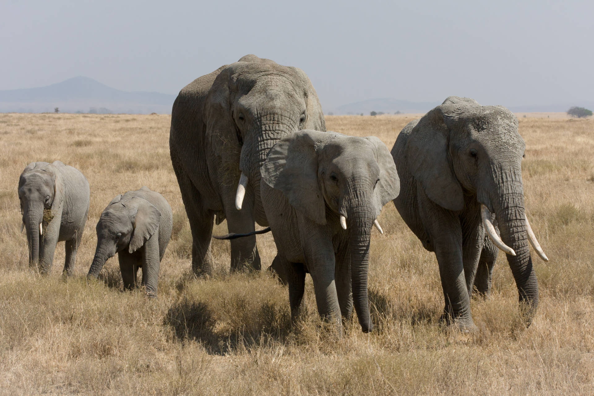 Elephant Family Walking Wallpaper