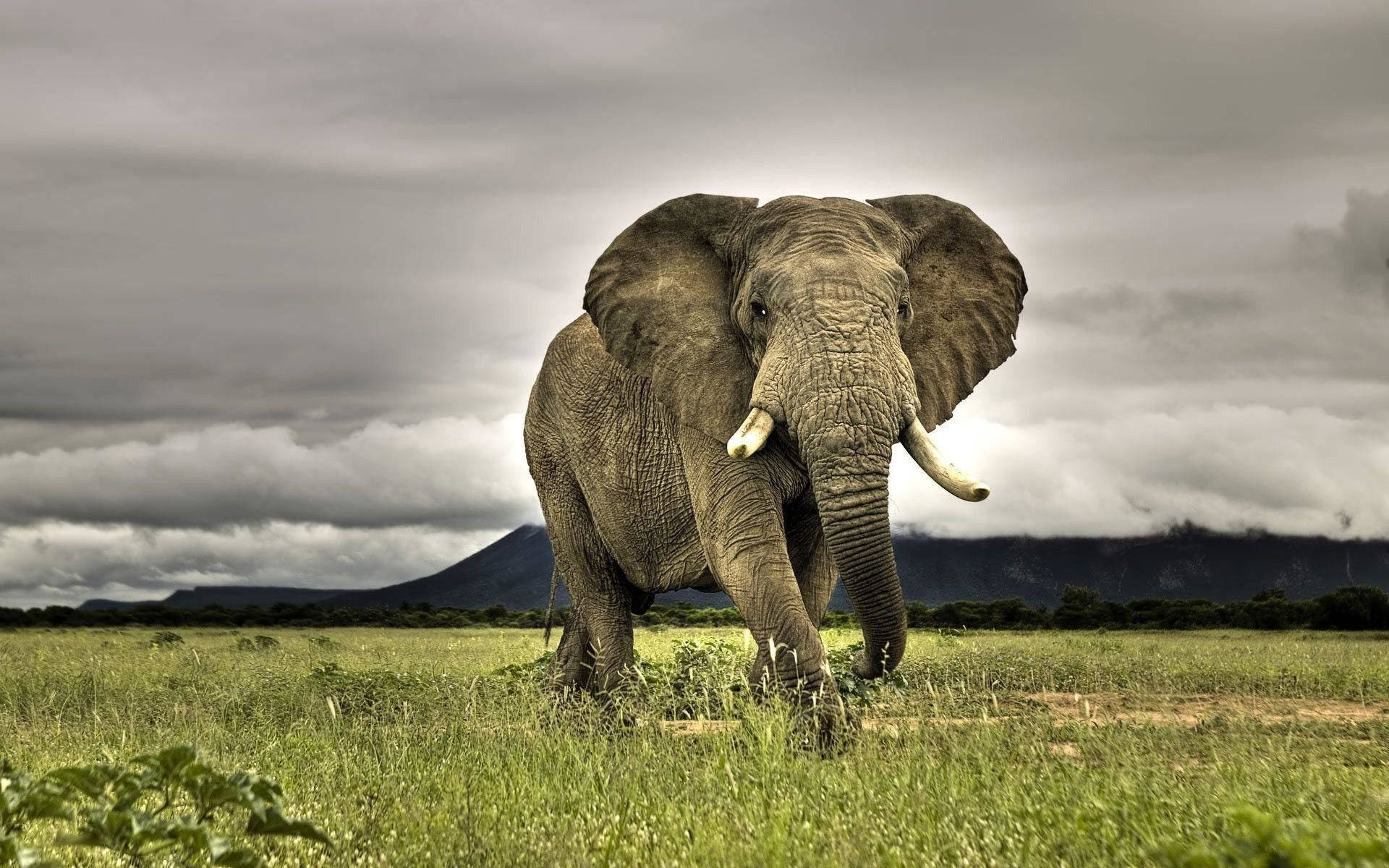 Elephant Guinea-bissau Wildlife Wallpaper