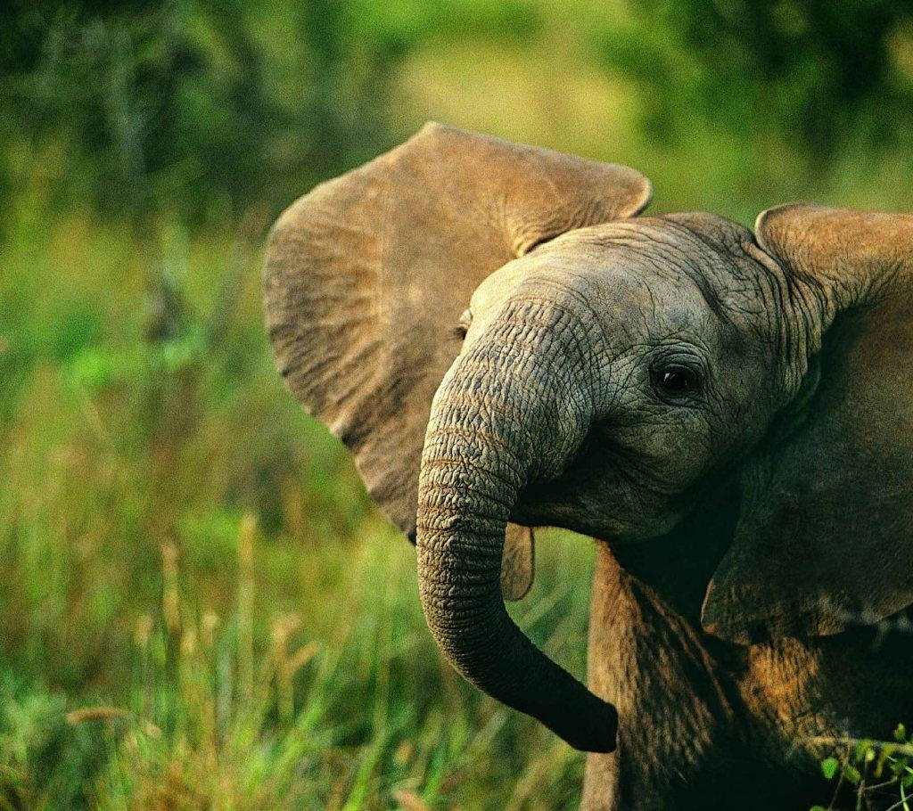 Beauty of Nature Enhanced - An Elephant in the Wild Wallpaper