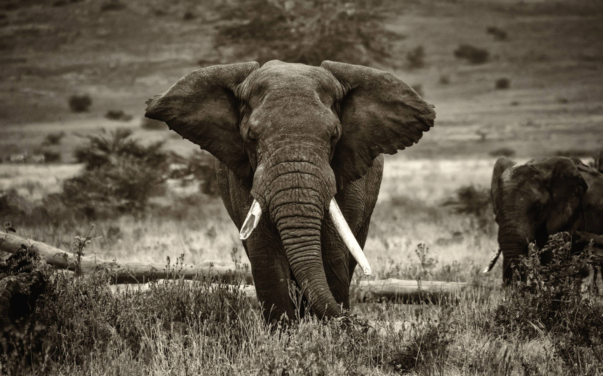 Afrikansk elefant står i skyggen af ​​sin mor Wallpaper