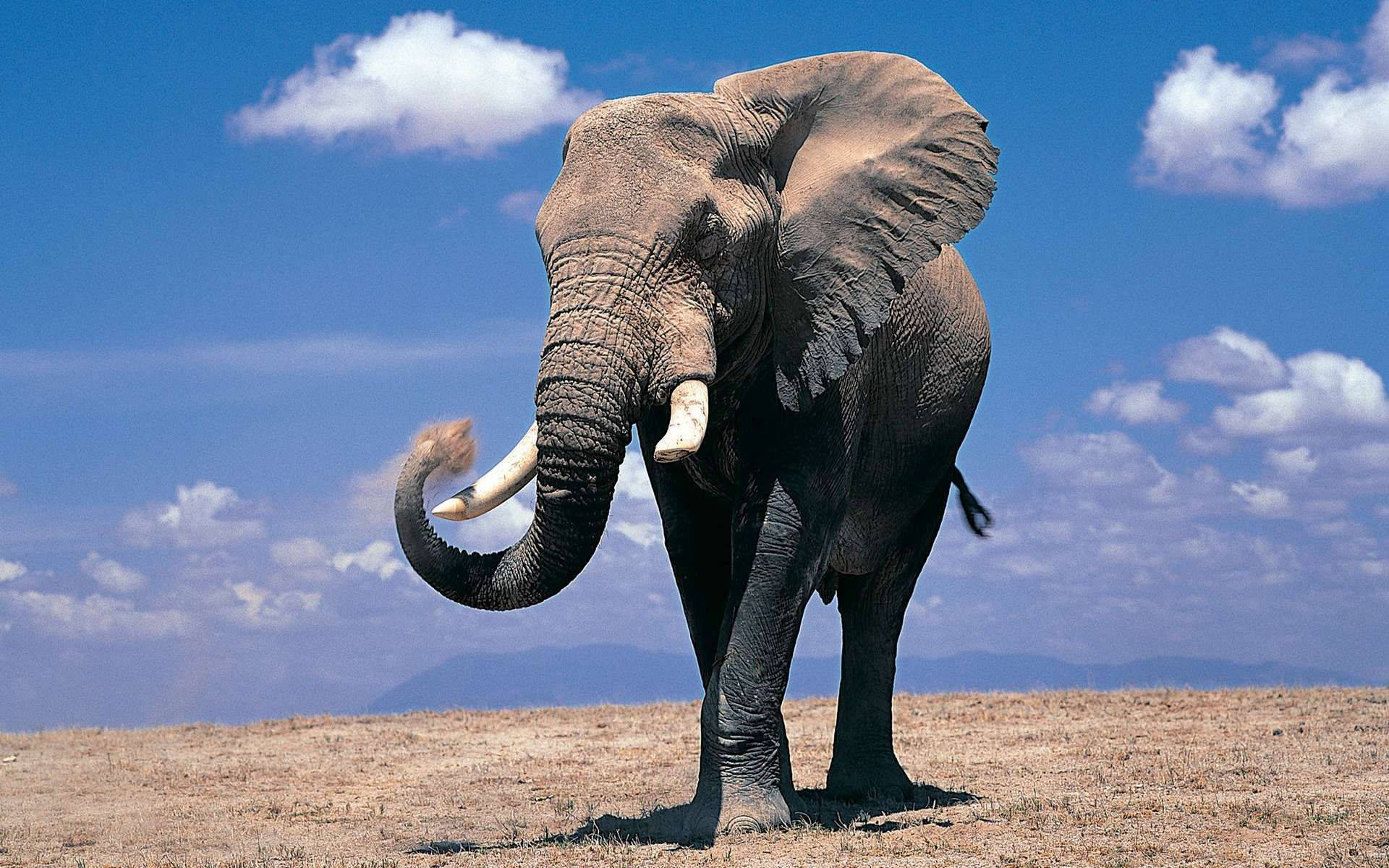 Huge Ears Of Elephant HD Wallpaper