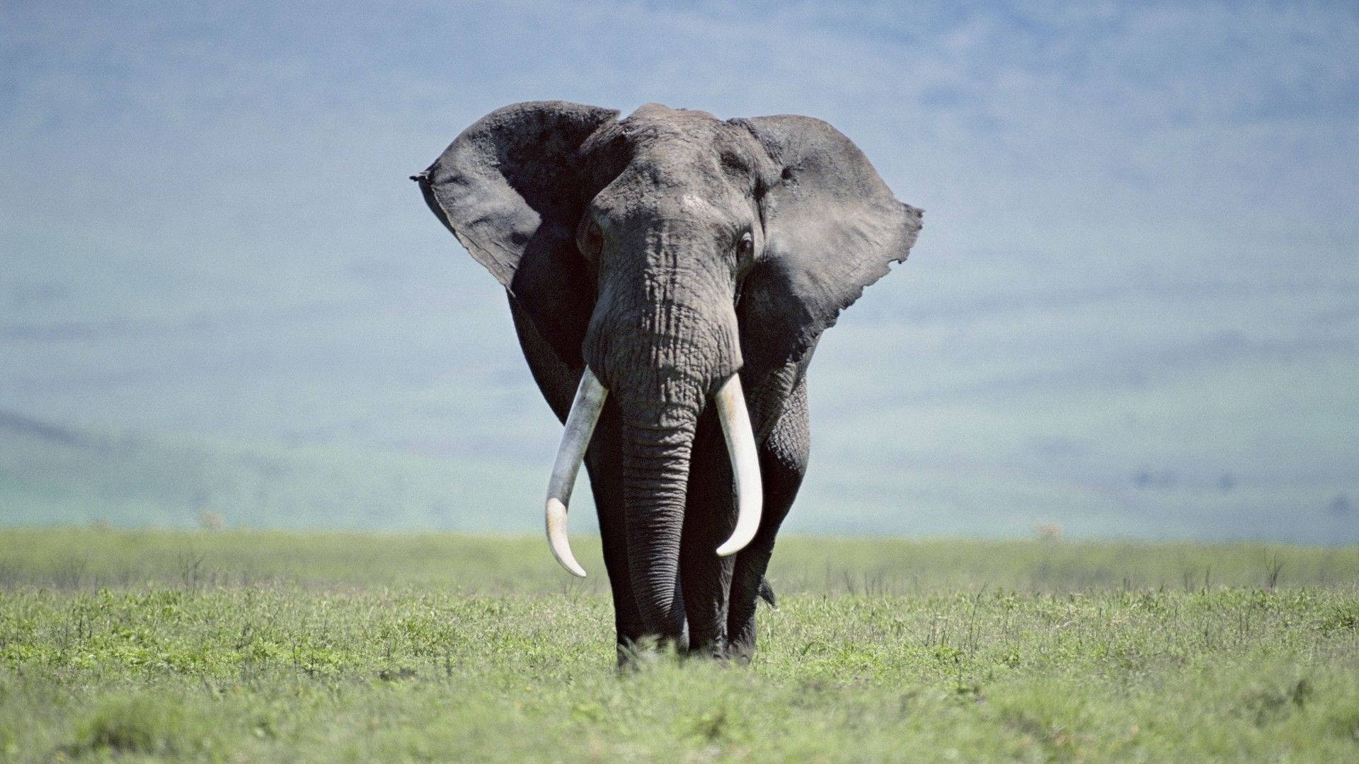 Majestic Elephant HD Wallpaper