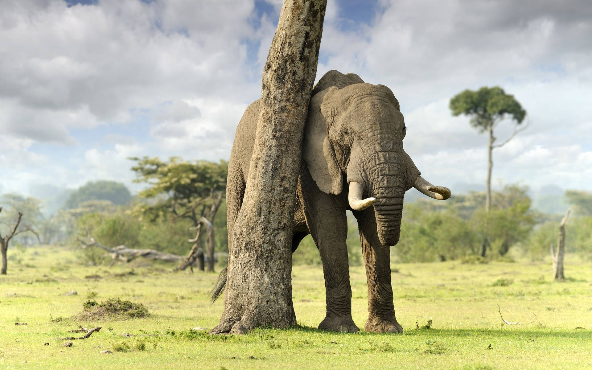 Majestätiskafrikansk Elefant I Det Vilda. Wallpaper