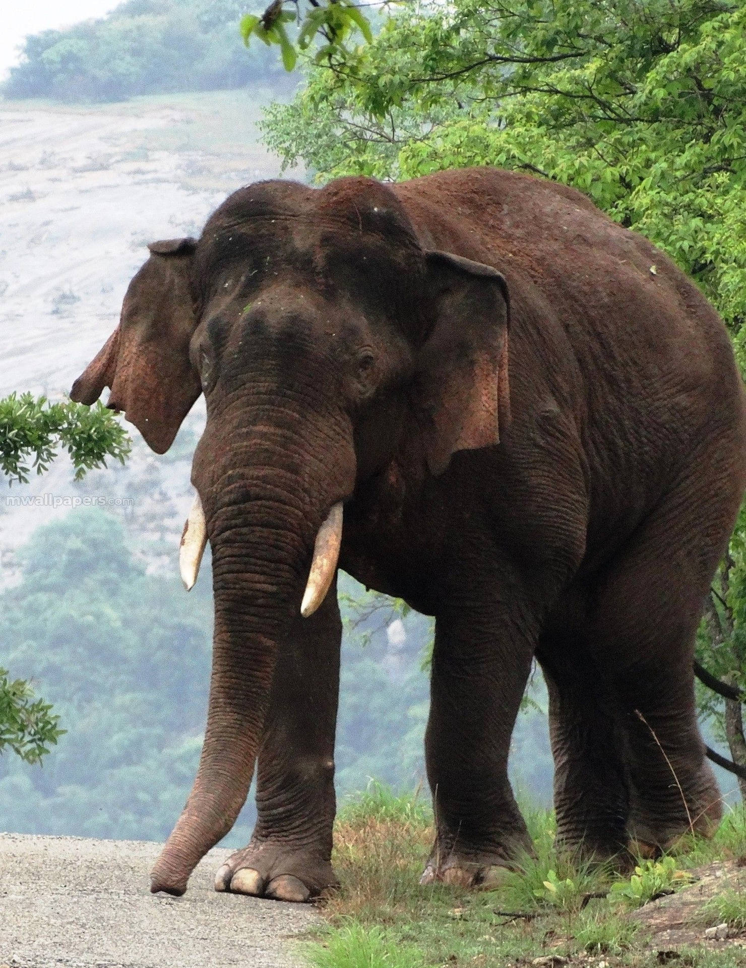 Imagende Un Elefante Africano En Su Hábitat Natural Fondo de pantalla