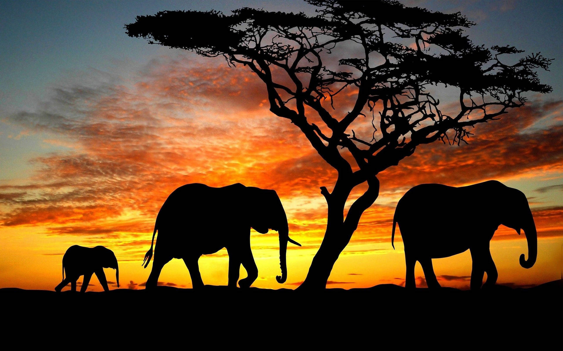 Enafrikansk Elefant Står I Sitt Naturliga Habitat. Wallpaper