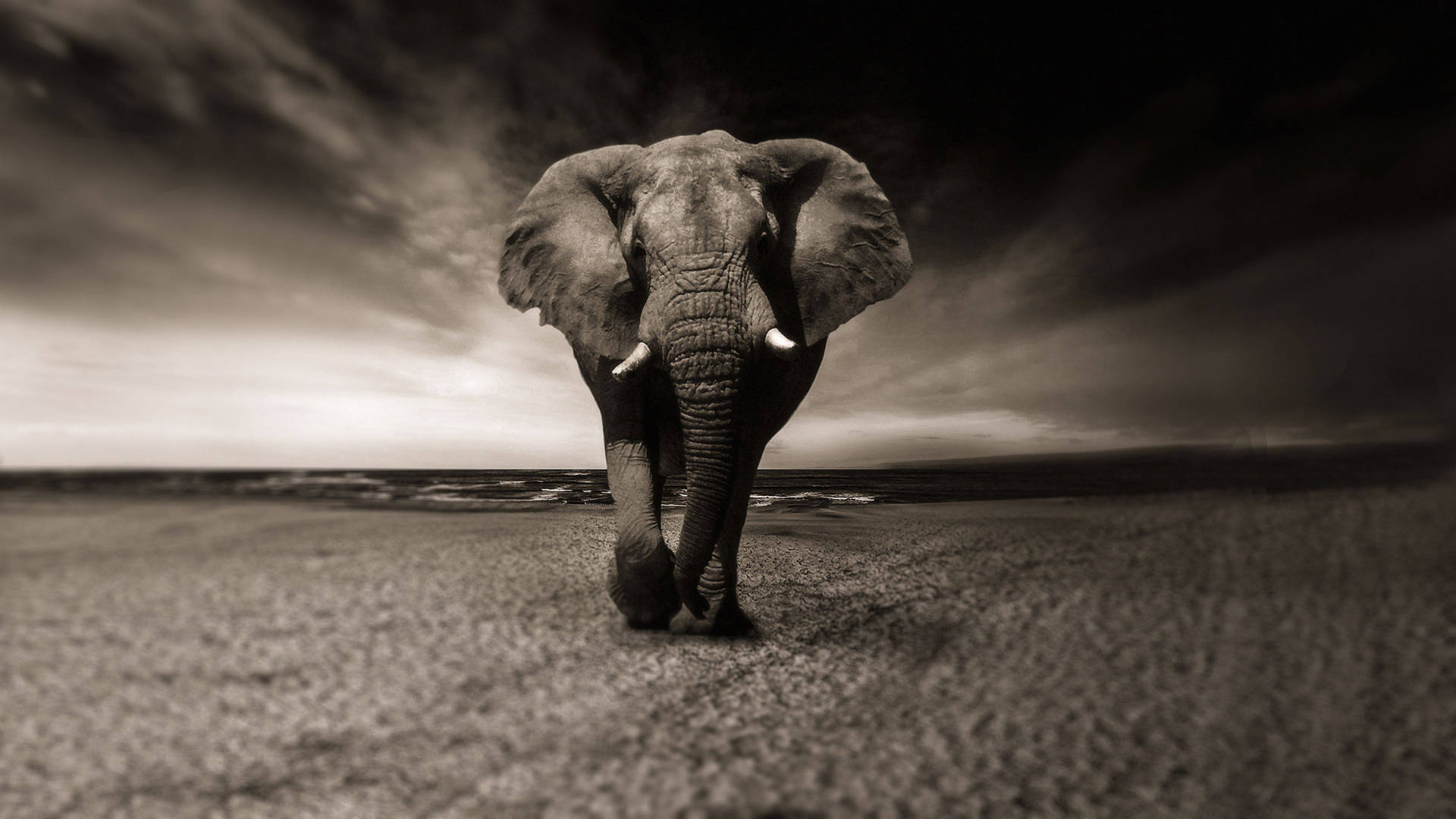 Et majestætisk elefant billedet i dens naturlige miljø. Wallpaper