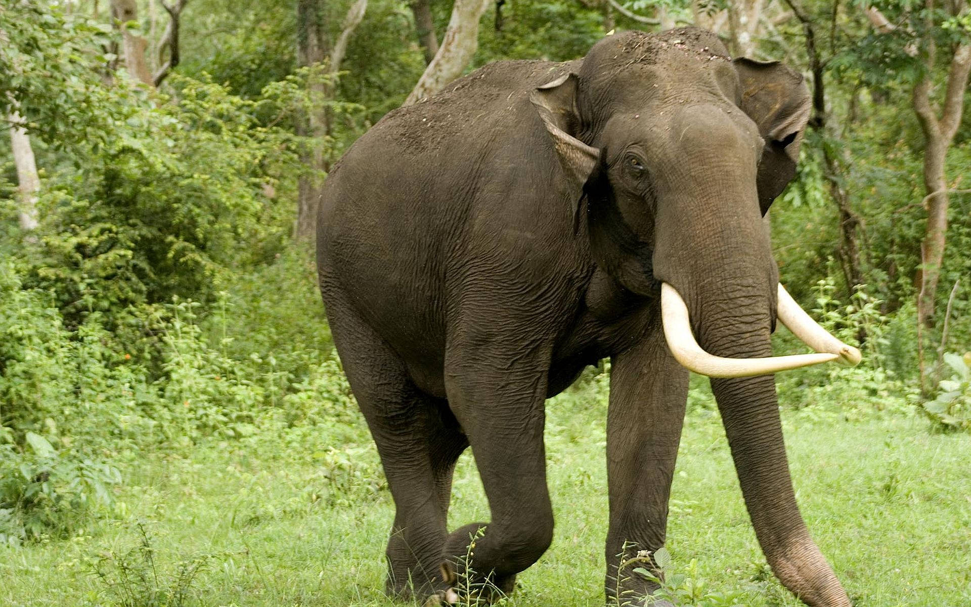 Elefanteafricano Che Appare Regale Sfondo