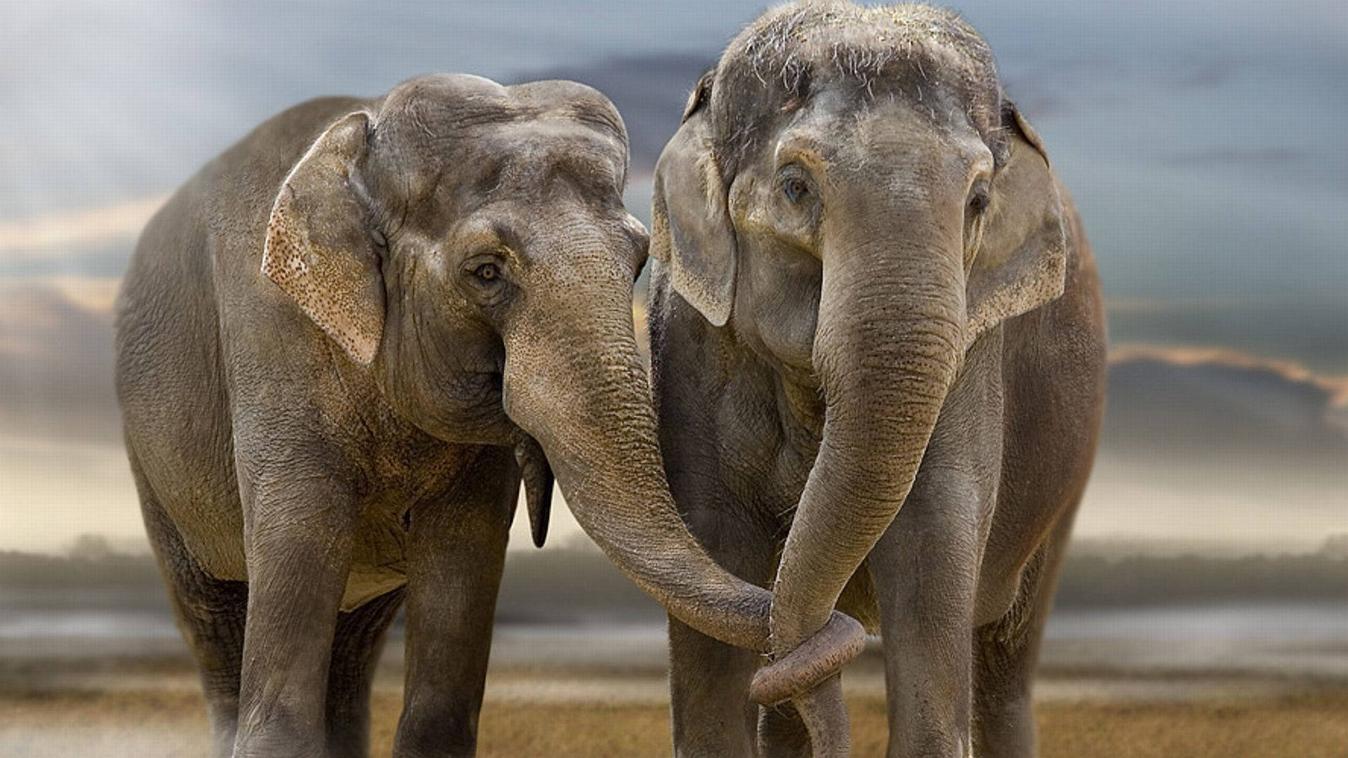 Tvåelefanter Som Står Tillsammans På Fältet Wallpaper