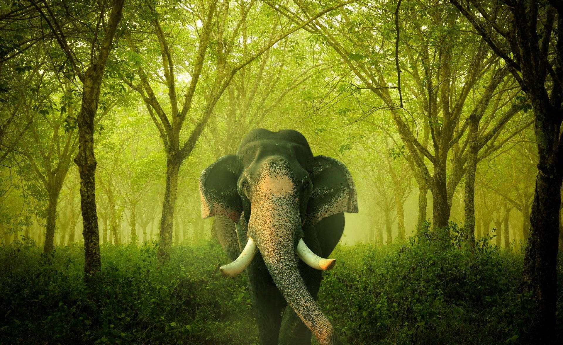 Den majestætiske elefant tapet vil tilføje en følelse af pragt til din enhed. Wallpaper