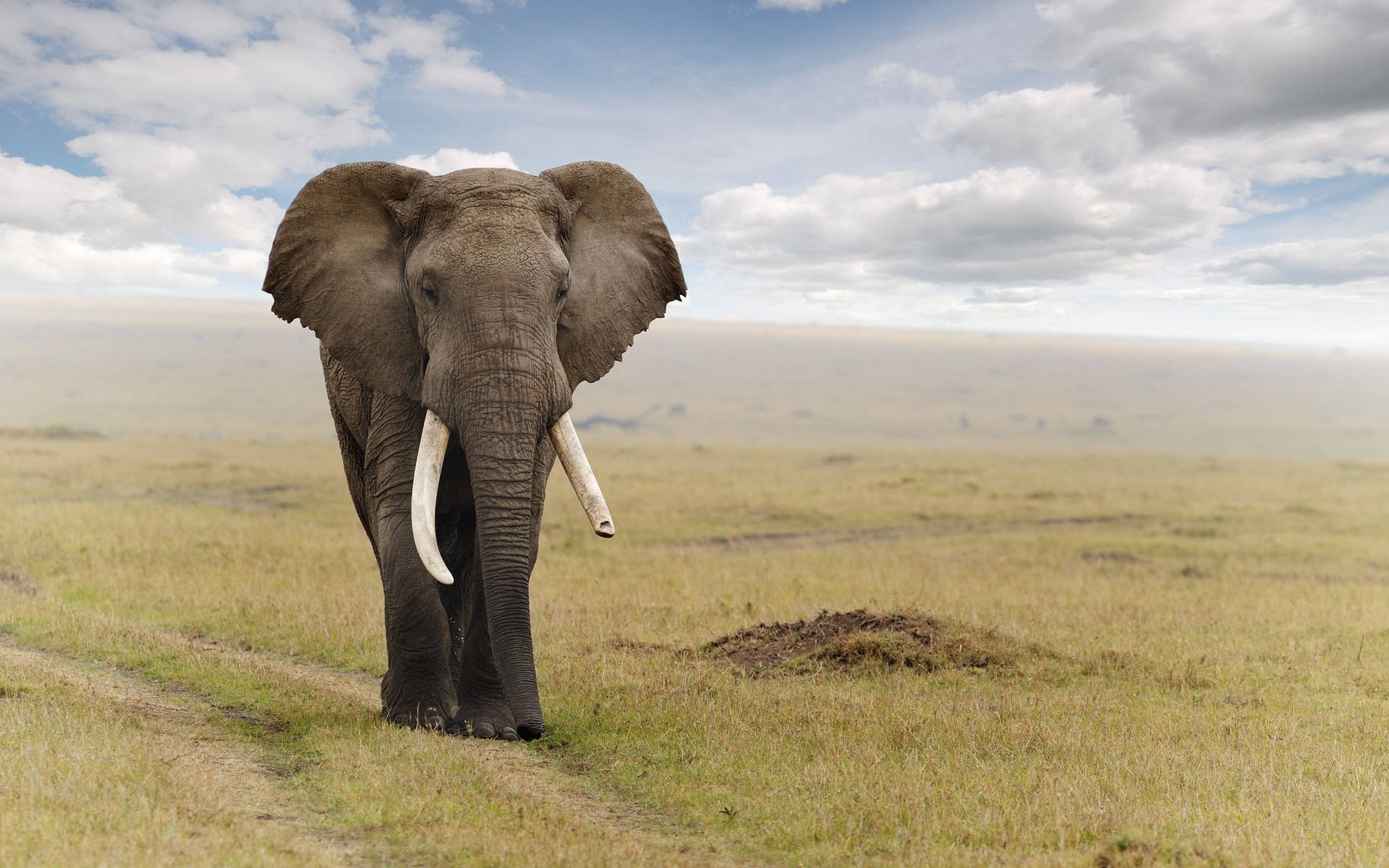 En stor elefant går over en mark fyldt med mælkebøtter. Wallpaper
