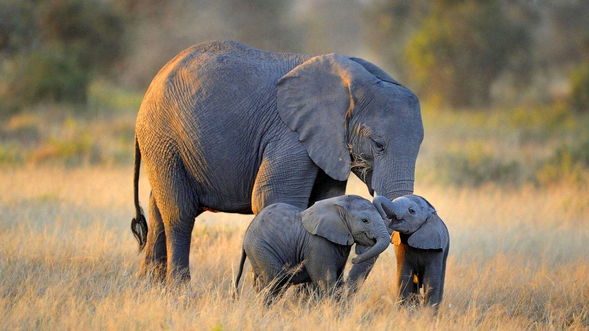 Adorabilefamiglia Di Elefanti In Hd Sfondo