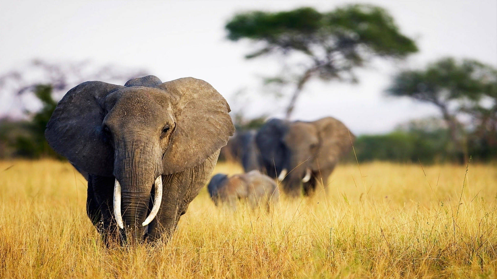 Nyd udsigten af et elefant der går i græslandet. Wallpaper