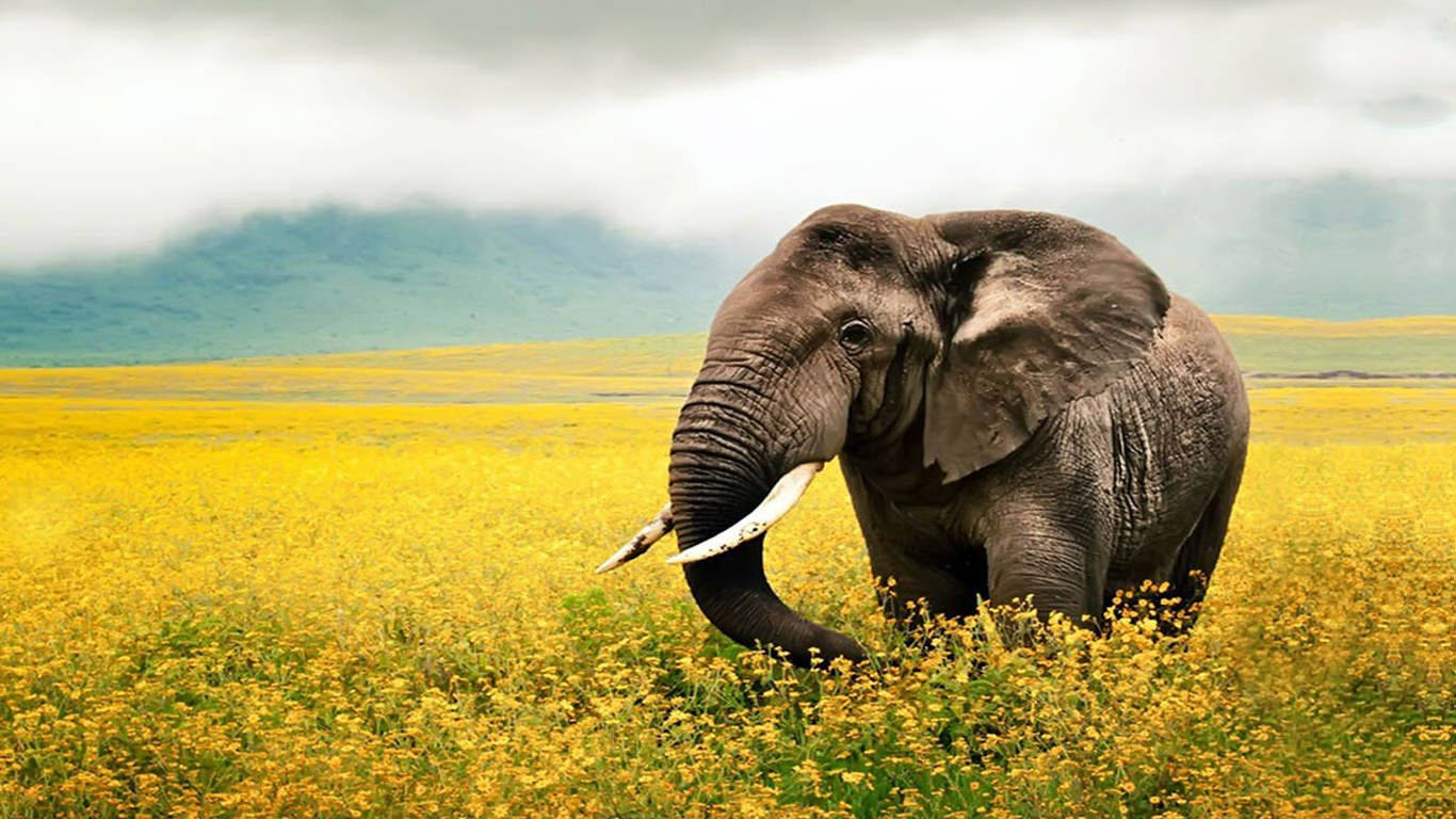 Unmajestuoso Elefante Africano En Su Hábitat Natural. Fondo de pantalla