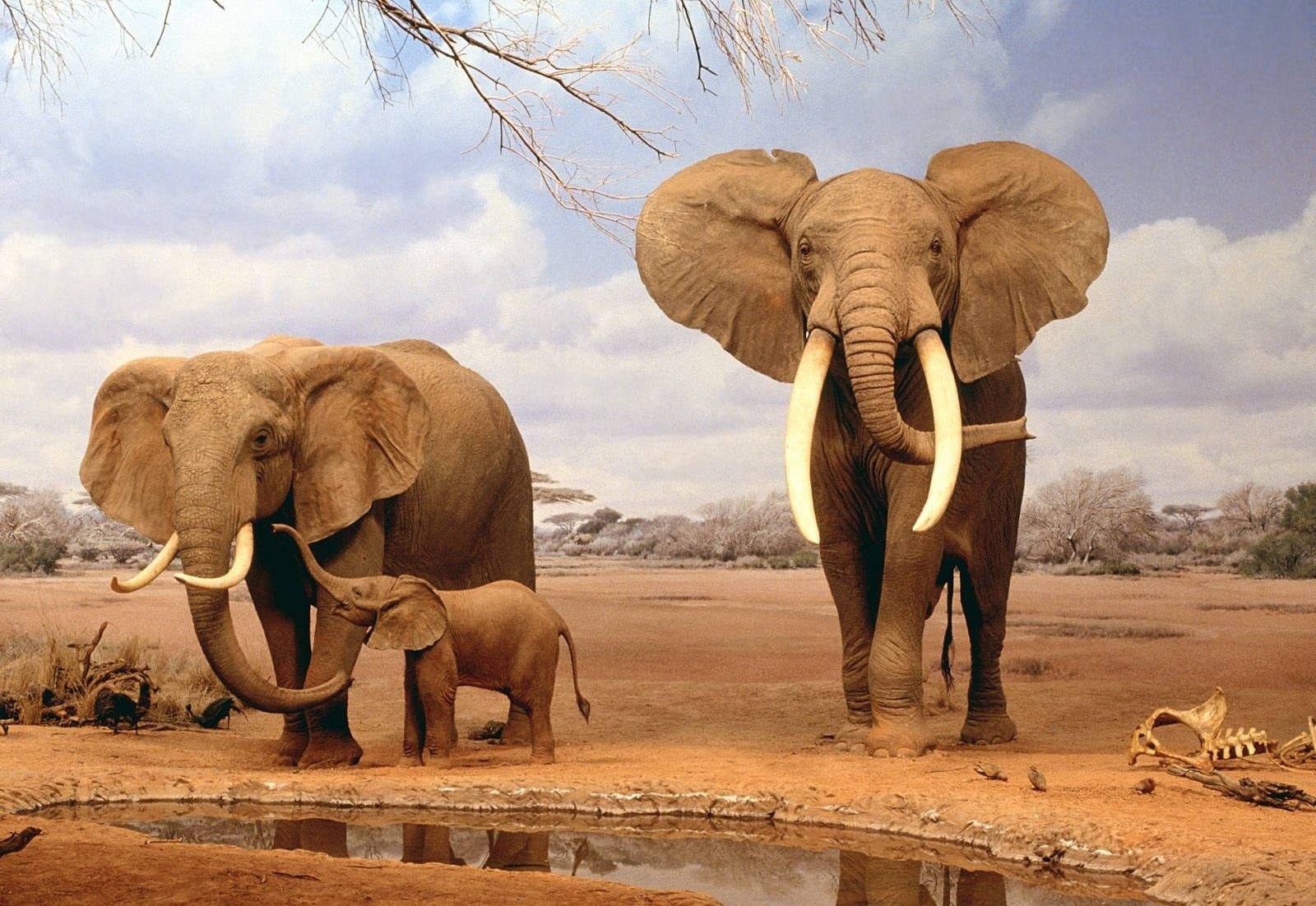 Elefanteafricano Nella Savana Sfondo