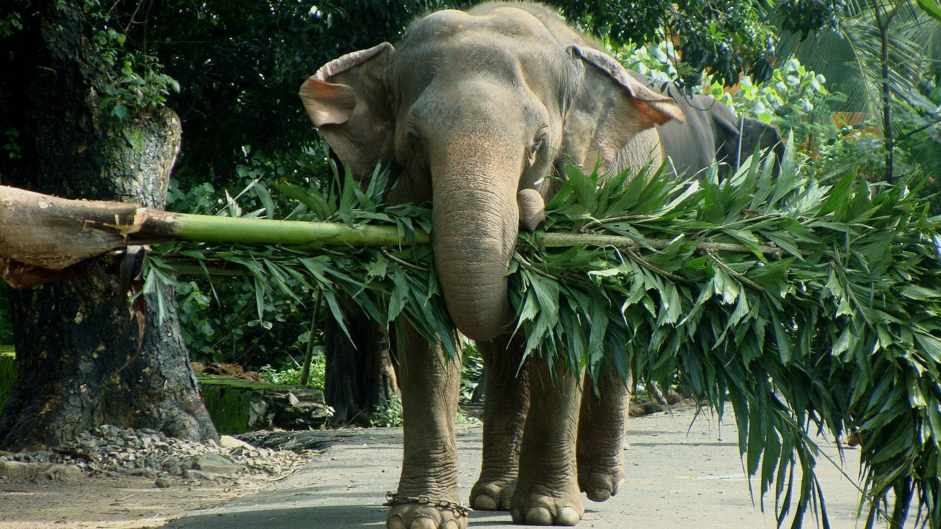 Et majestætisk elefant nyder en dag i solen. Wallpaper