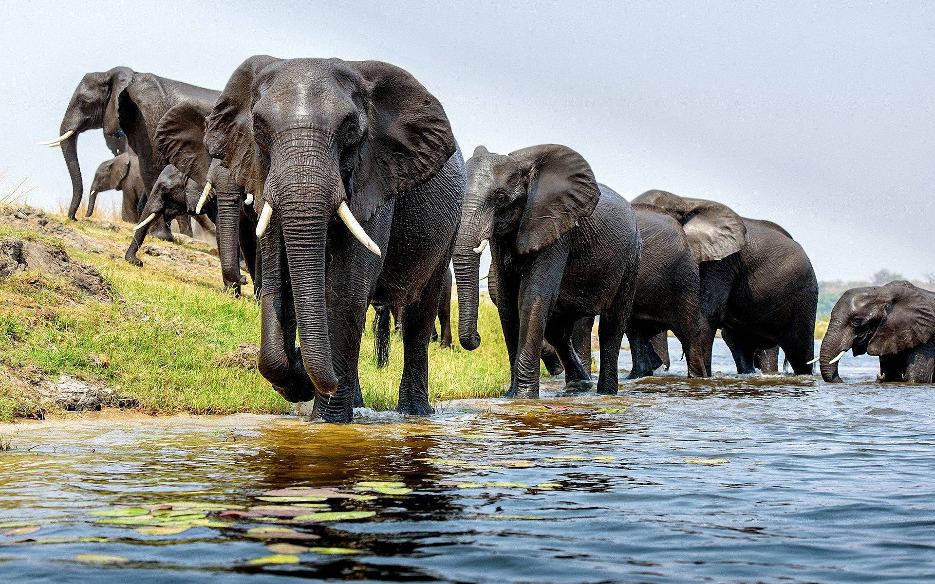 Majestær afrikansk elefant i dets naturlige habitater tapet. Wallpaper