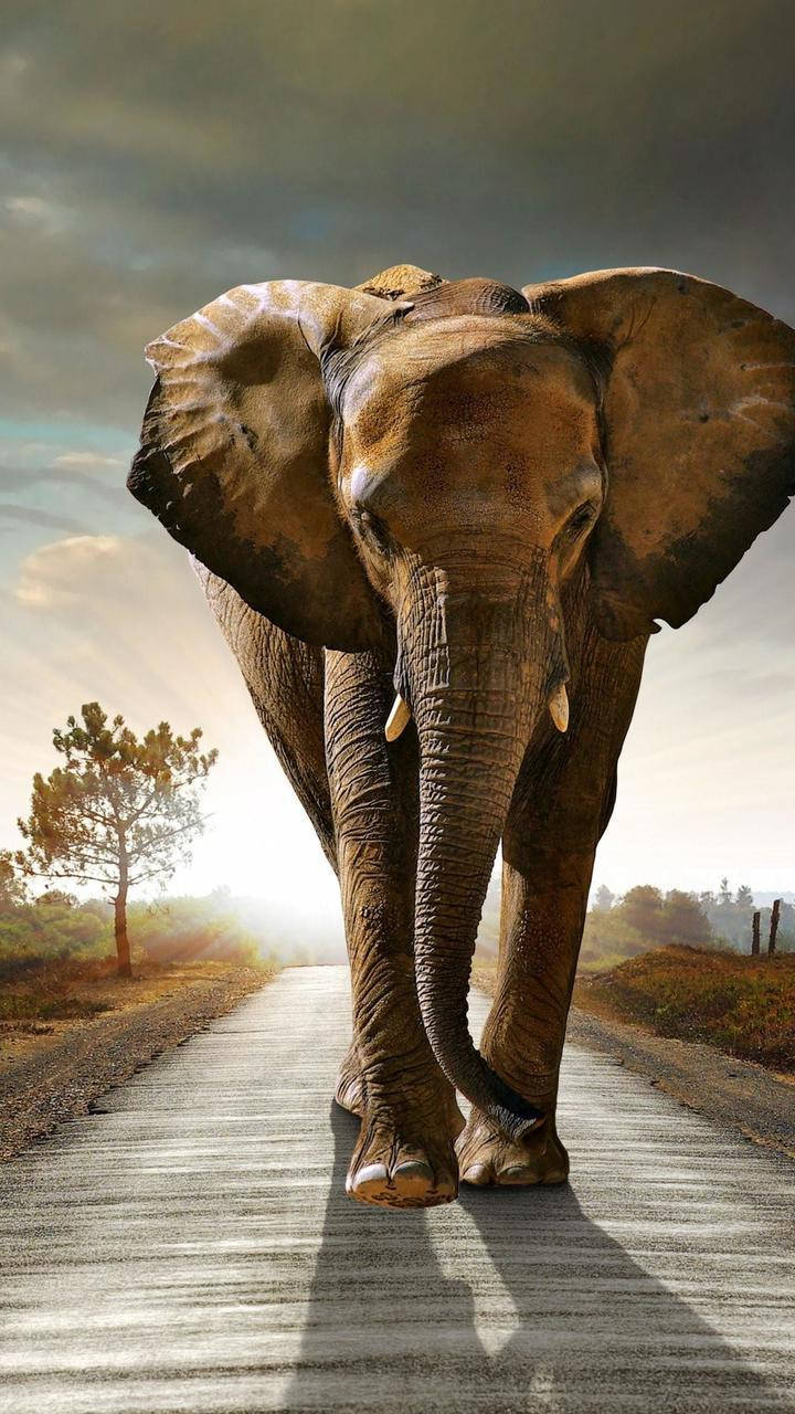 Elefantemadre E Il Suo Cucciolo Nel Loro Habitat Naturale Sfondo