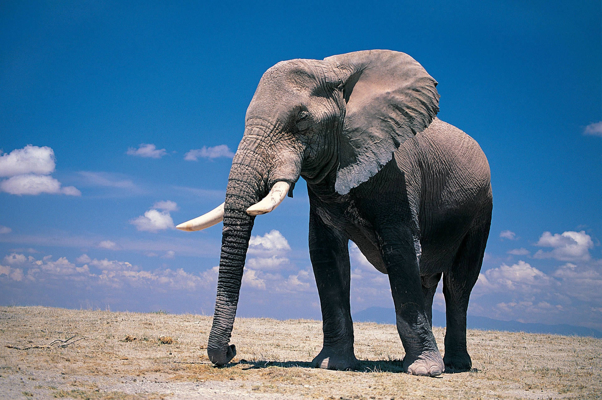 En majestæt elefant nyder udendørsaktiviteter Wallpaper