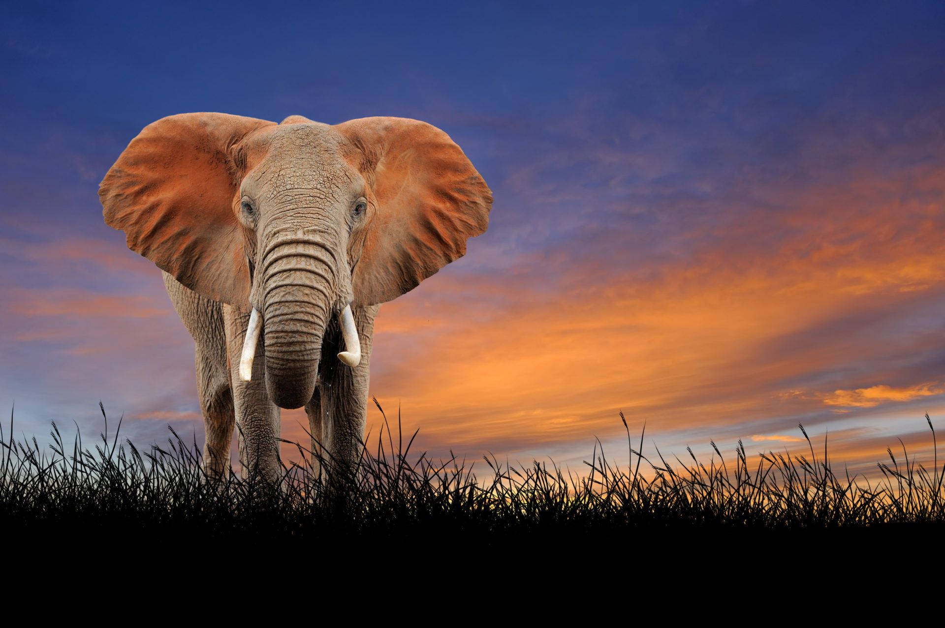 En omsorgsfuld elefant tager en pause for at kigge på kameraet. Wallpaper