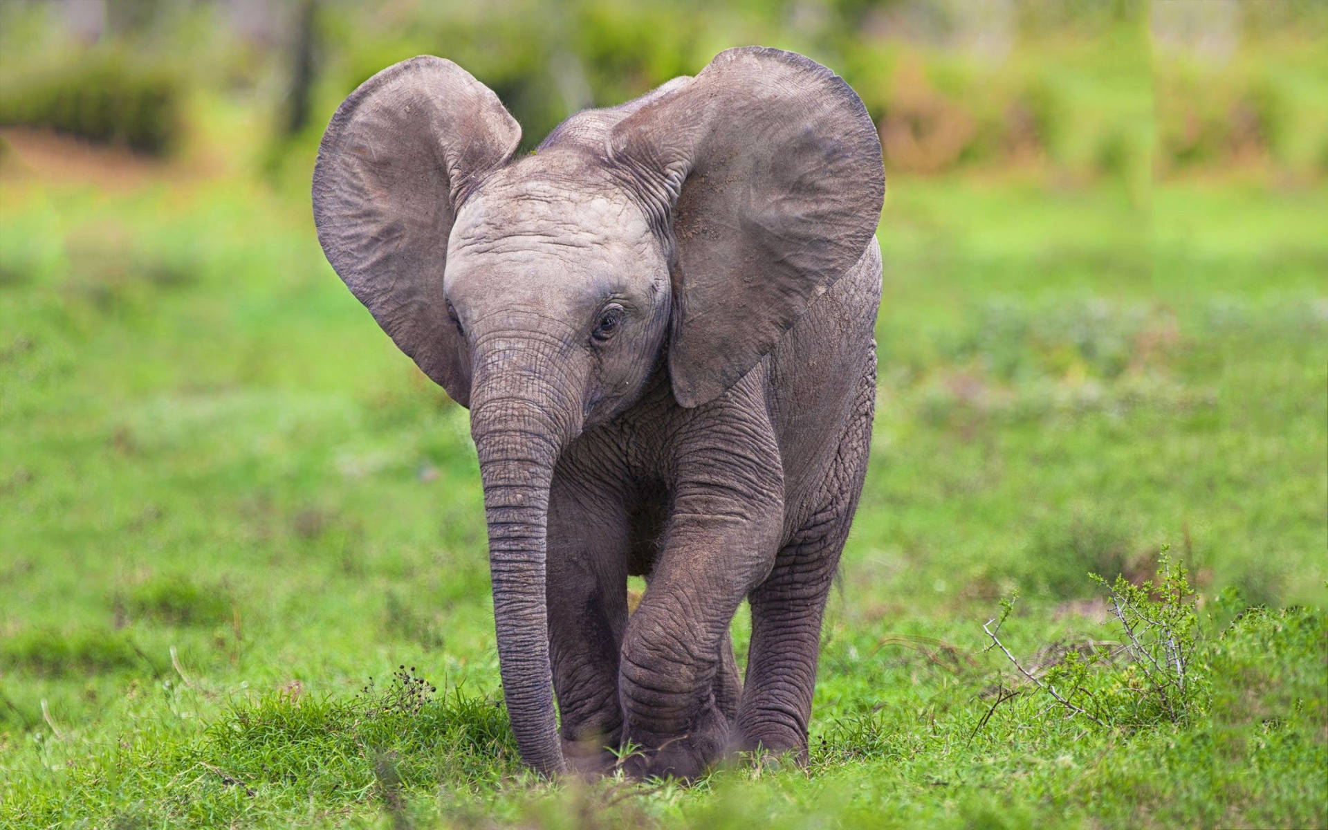Enmajestätisk Afrikansk Elefant Som Tar En Promenad På Savannen. Wallpaper