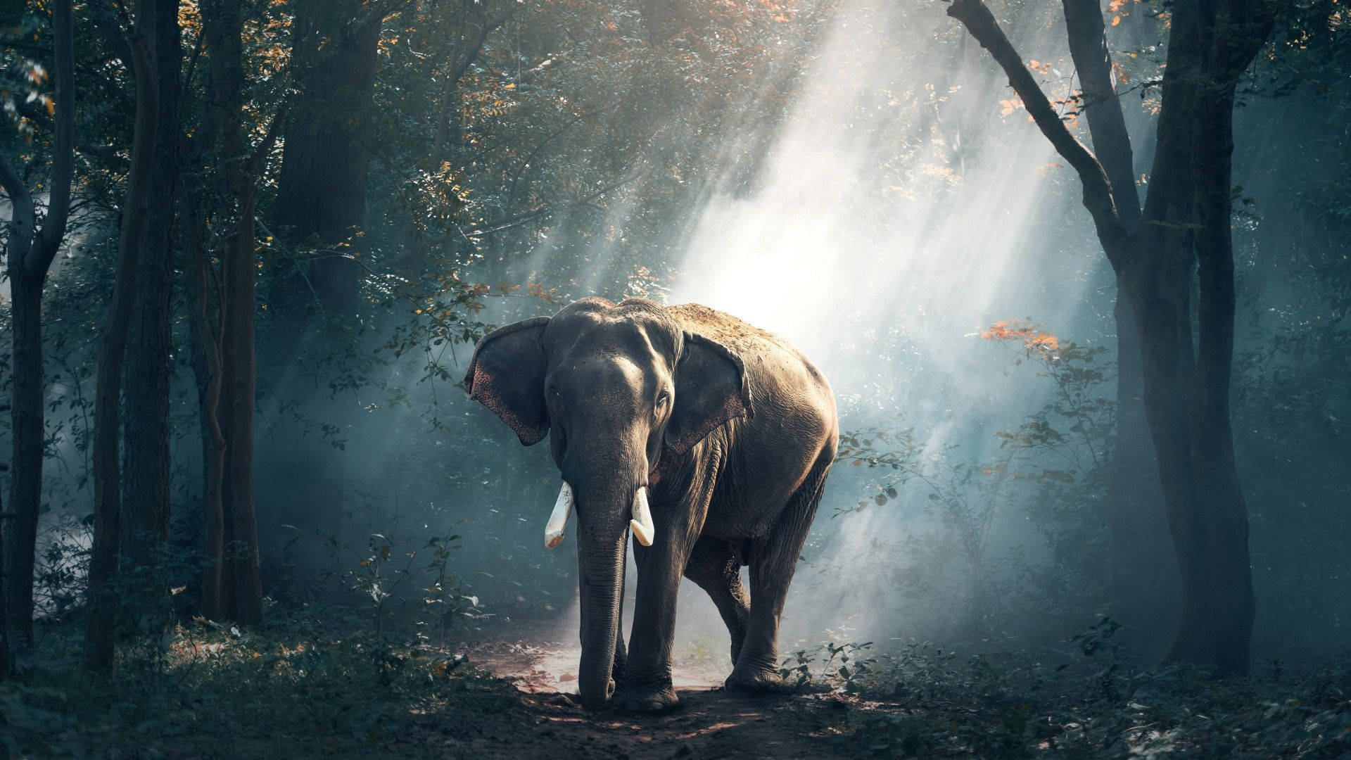 Store glad elefant nyder den naturlige omgivelser Wallpaper