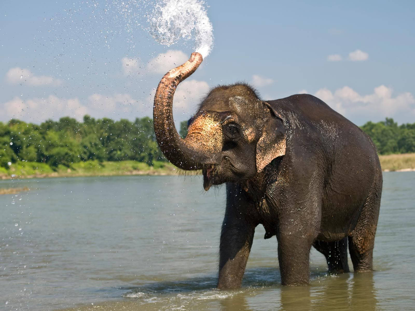Elefantemajestuoso Pastando En La Naturaleza. Fondo de pantalla