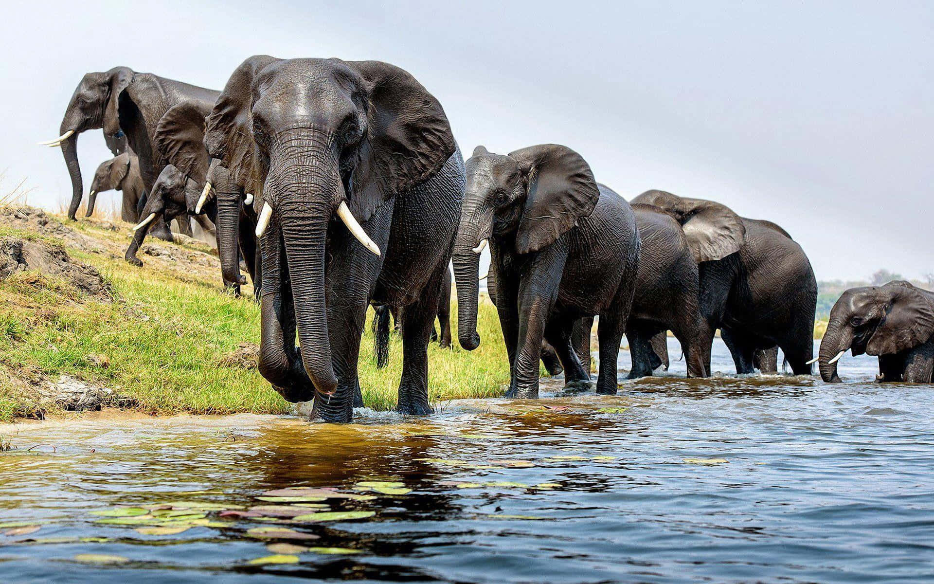 Elephant Herd River Crossing Wallpaper