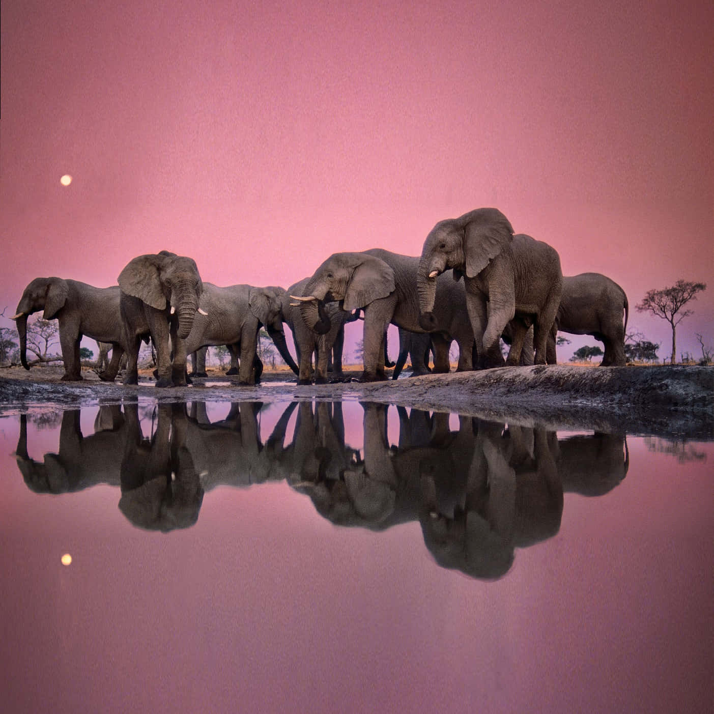 Elephant Herd Sunset Reflection Wallpaper