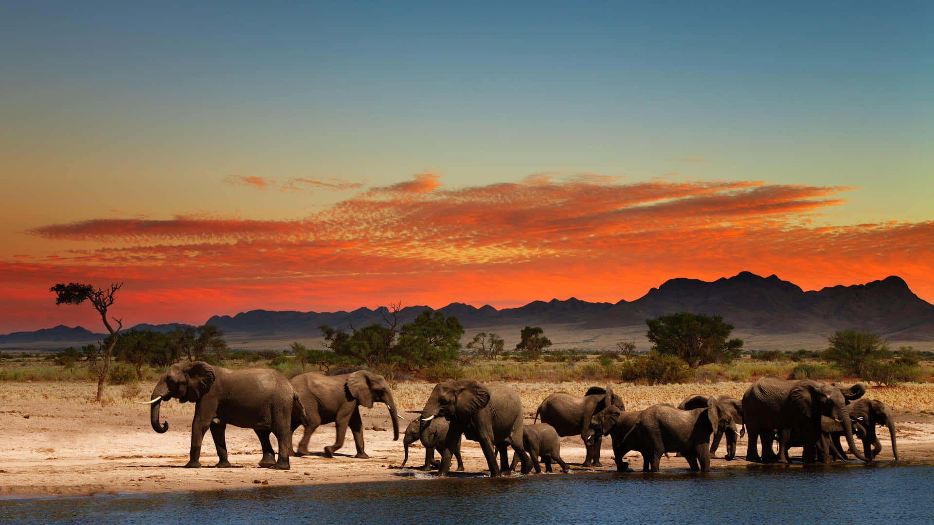 Olifantenkudde Zonsondergang Safari Achtergrond