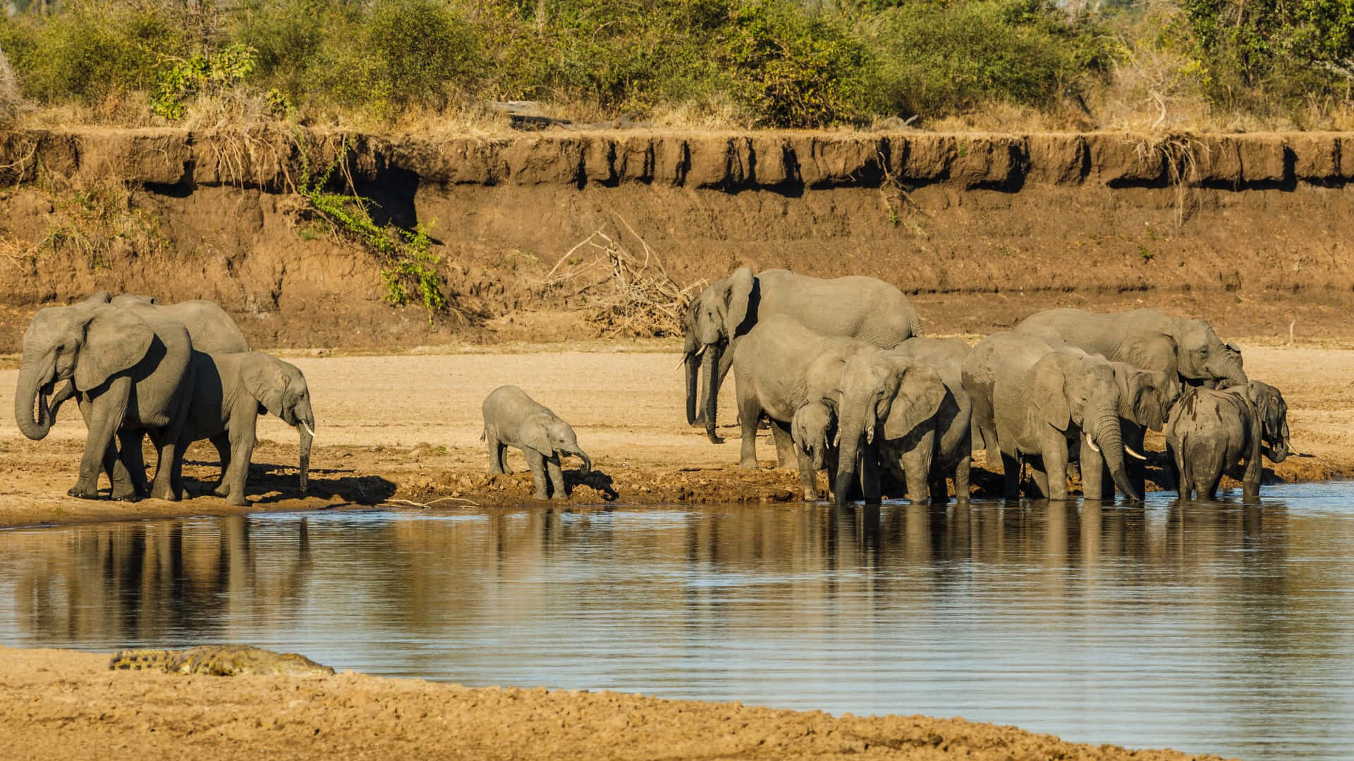 Elephant Herd Watering Hole Safari Wallpaper