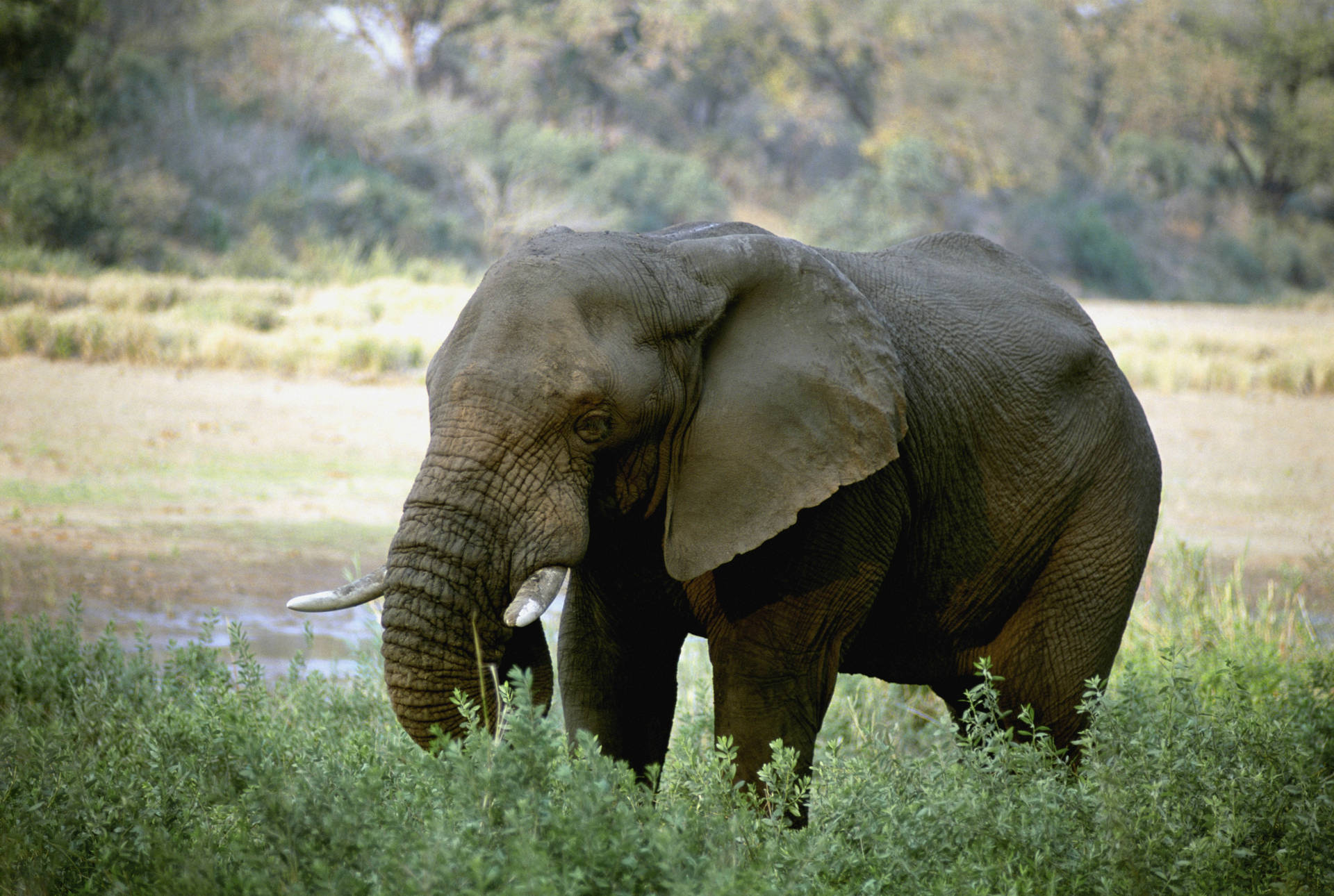 An elephant walking in the wild African wilderness Wallpaper